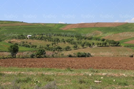 منظره سرسبز