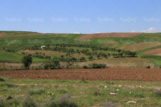 چشم انداز سرسبز