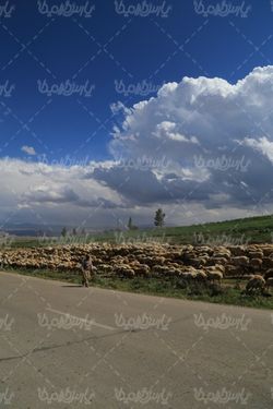 عکس با کیفیت گله گوسفند