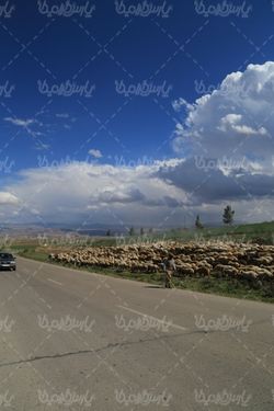 تصویر با کیفیت گله گوسفند