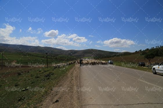 دانلود تصویر با کیفیت گله گوسفند