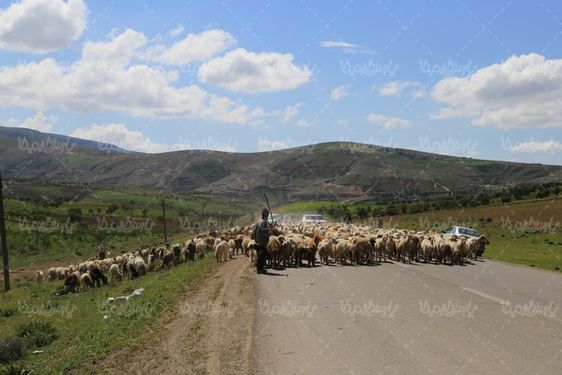دانلود تصویر با کیفیت گله گوسفند
