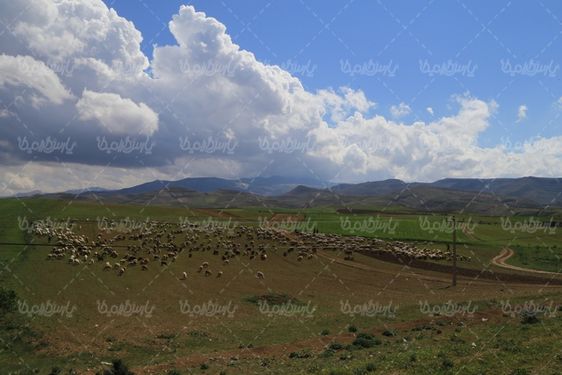 دانلود تصویر با کیفیت گله گوسفند