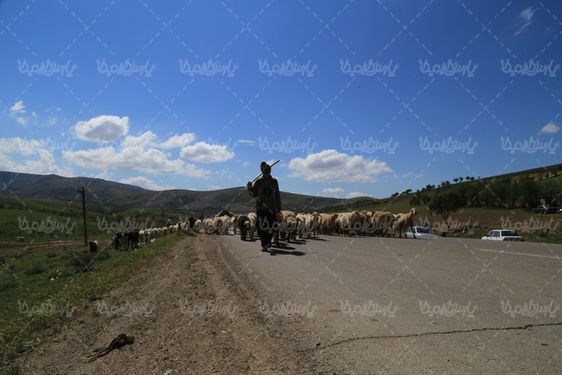 دانلود تصویر با کیفیت گله گوسفند