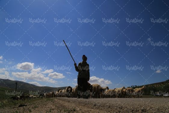 دانلود عکس با کیفیت گله گوسفند