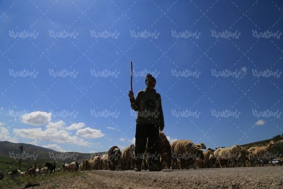 تصویر چوپان