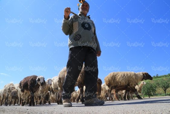 عکس با کیفیت چوپان