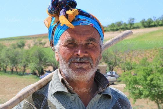 تصویر با کیفیت گله گوسفند