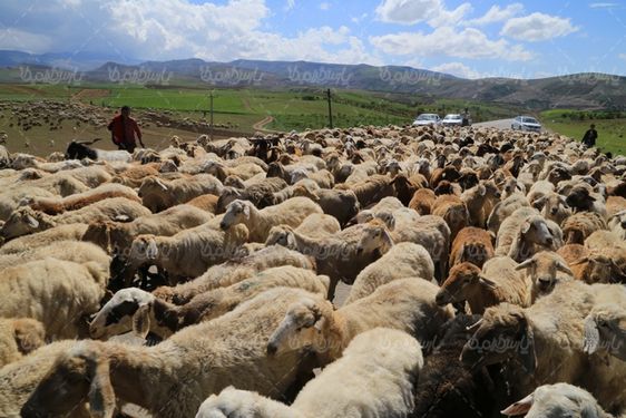 تصویر با کیفیت گله گوسفند