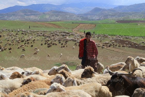 تصویر با کیفیت گله گوسفند