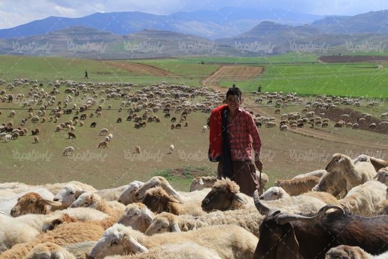 تصویر با کیفیت گله گوسفند