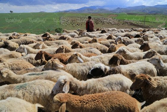 تصویر با کیفیت گله گوسفند