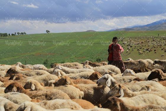 تصویر با کیفیت گله گوسفند