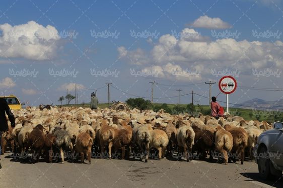 تصویر گوسفند