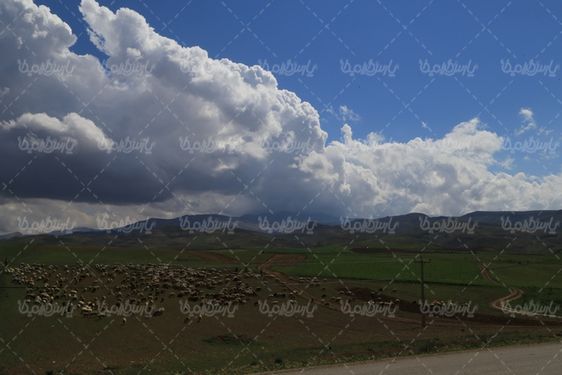 تصویر گوسفند