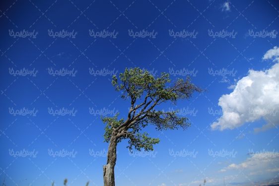 عکس با کیفیت بهار