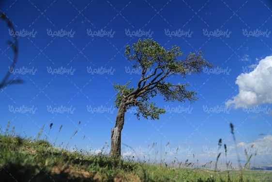 عکس با کیفیت بهار