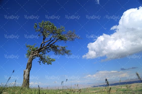 عکس با کیفیت بهار