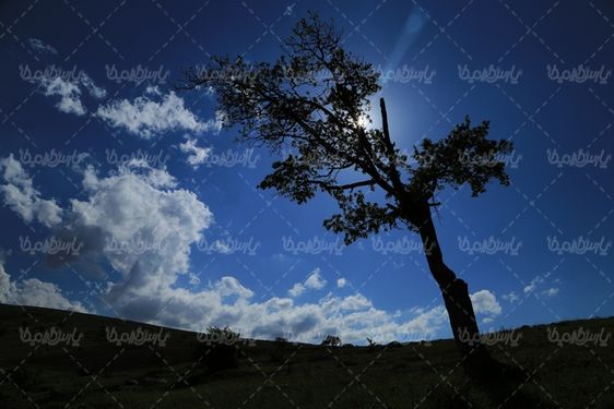 تصویر زیبای درخت