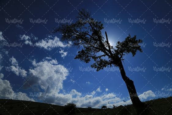 تصویر زیبای درخت