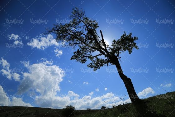 عکس زیبای درخت