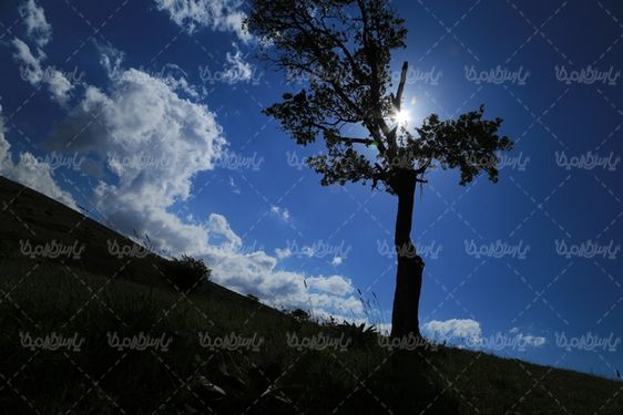 عکس زیبای درخت