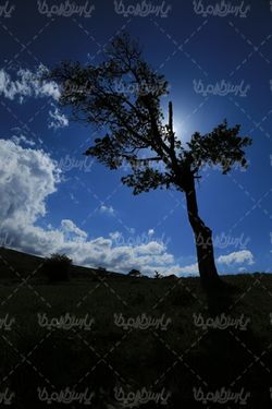 عکس زیبای درخت