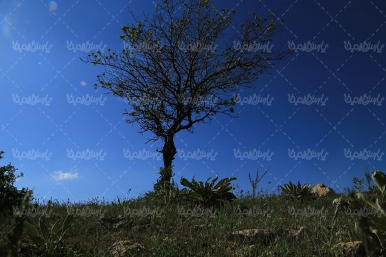 چشم انداز فصل بهار