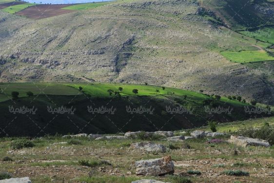 عکس با کیفیت منظره بهاری