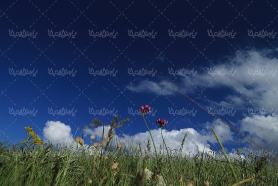 چشم انداز زیبای بهار