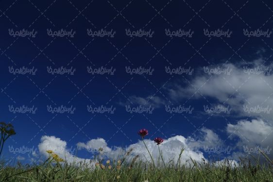 دانلود عکس بهار