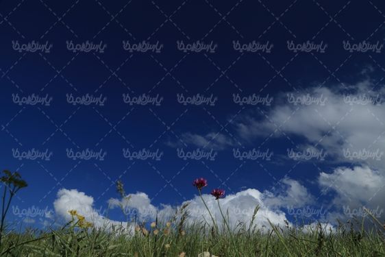 دانلود عکس بهار