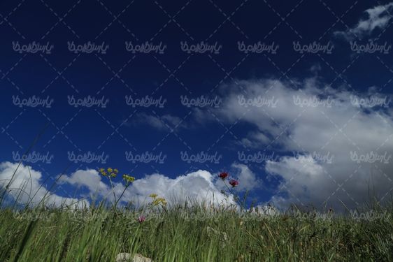 دانلود عکس بهار