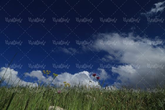 دانلود عکس بهار