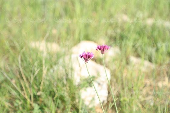 تصویر با کیفیت گل کوهی