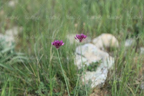 تصویر با کیفیت گل کوهی