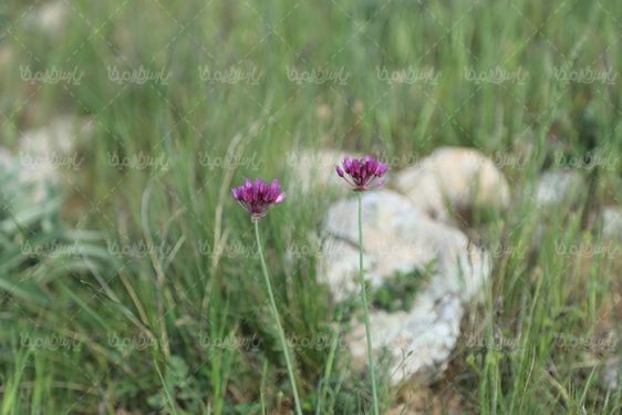 تصویر با کیفیت گل کوهی