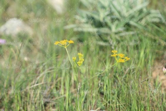 تصویر با کیفیت گل کوهی