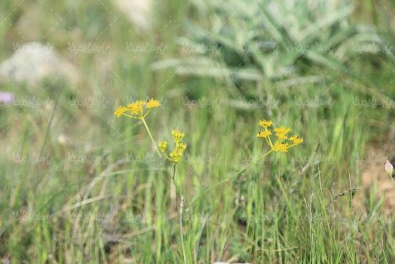 تصویر با کیفیت گل کوهی