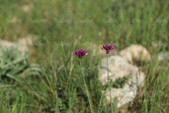 تصویر با کیفیت گل کوهی