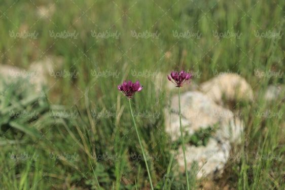 تصویر کلوزآپ گل