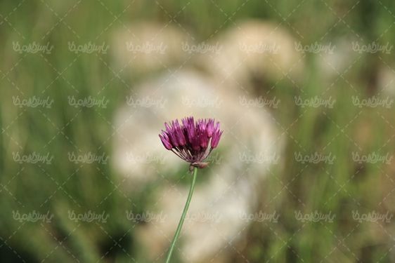 تصویر کلوزآپ گل