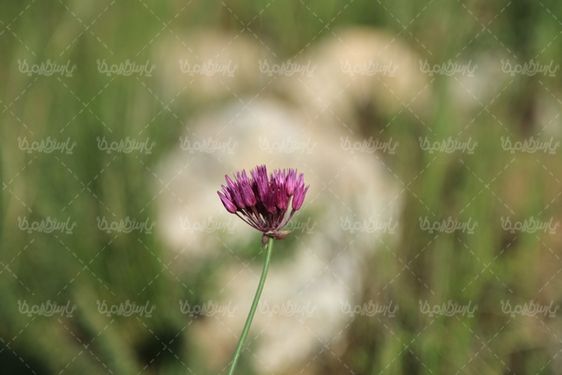 تصویر کلوزآپ گل