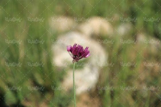 تصویر کلوزآپ گل