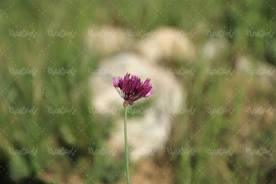 تصویر کلوزآپ گل