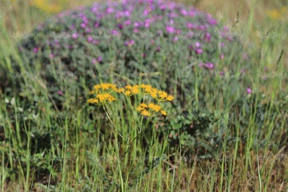 عکس گل وحشی