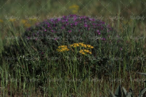 عکس گل وحشی