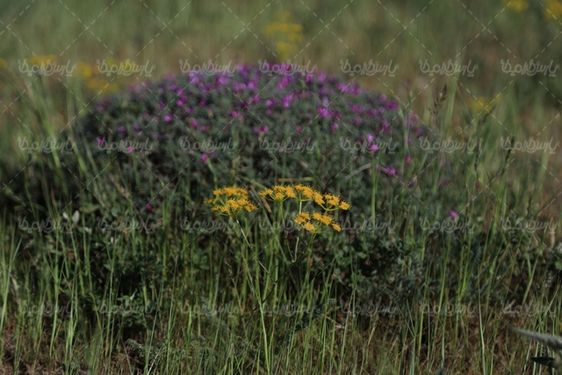 تصویر گل وحشی