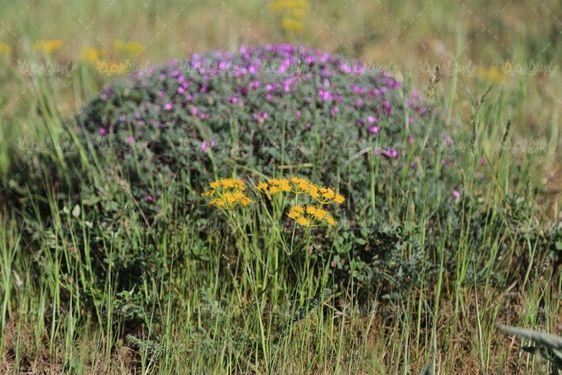 تصویر گل وحشی