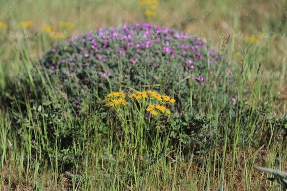 تصویر گل وحشی